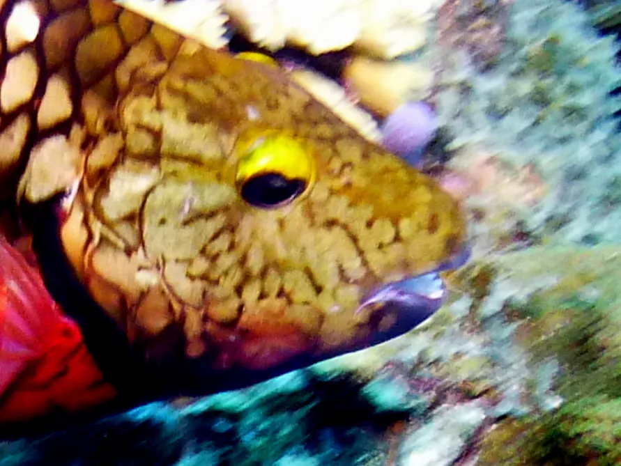Parrotfish, Bonaire, 2013