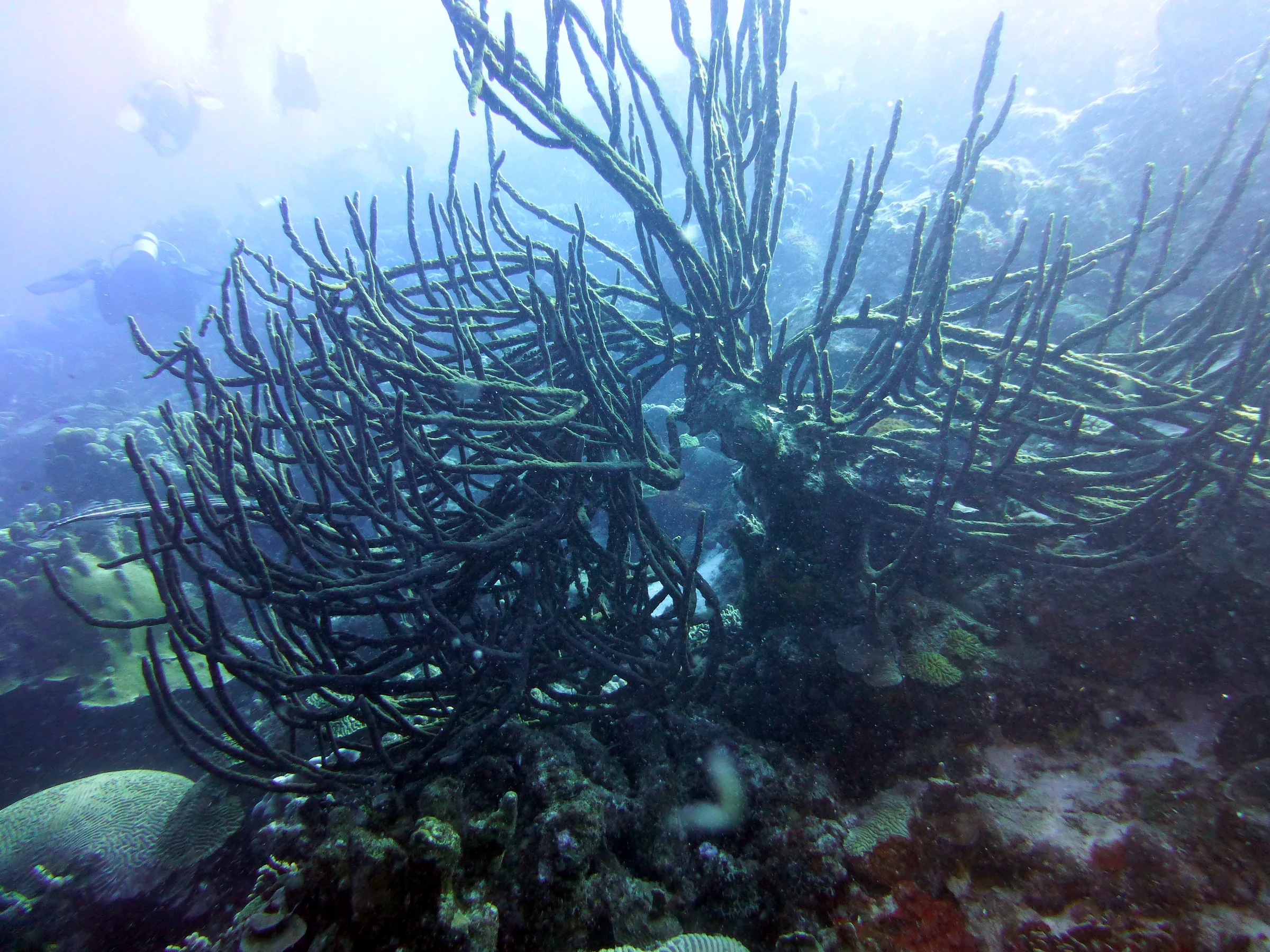 Soft Coral, Bonaire, 2013
