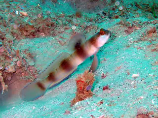 Underwater photograph by Joel Bergsma