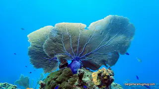 Underwater photograph by Joel Bergsma
