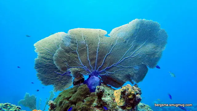 Underwater photograph by Joel Bergsma