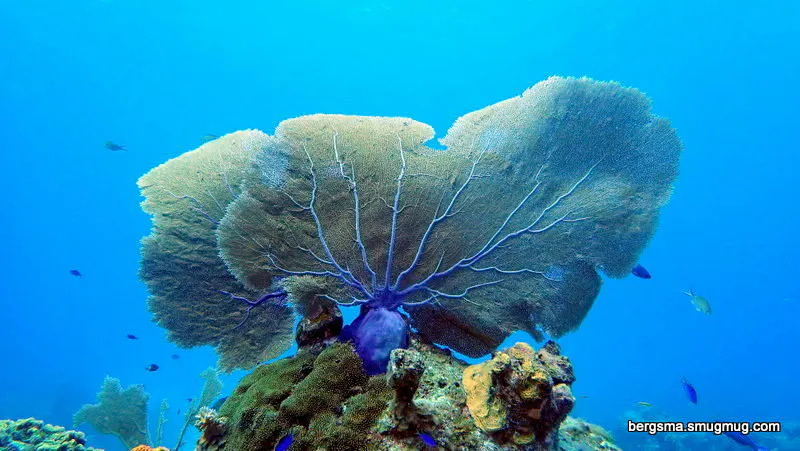 Cayman Islands underwater photograph, 2019