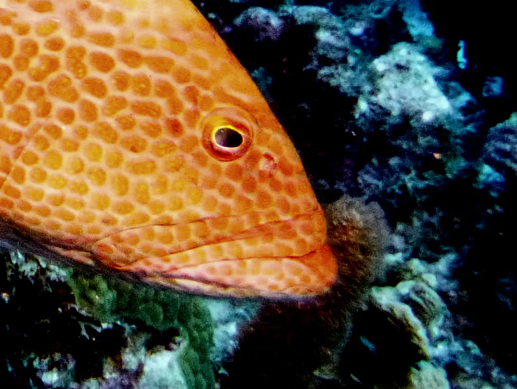 Bonaire underwater photograph, 2013