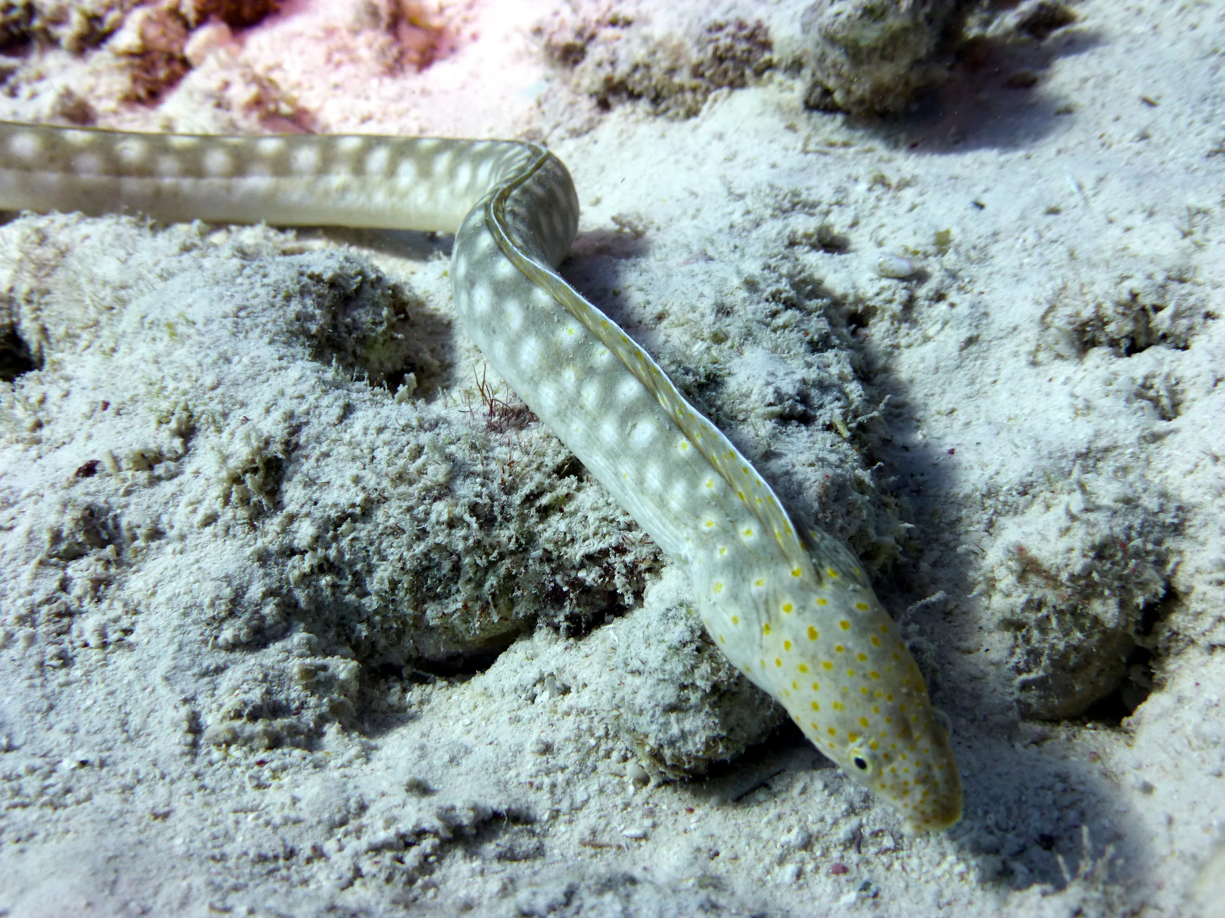 Sharptail Eel, Bonaire, 2013