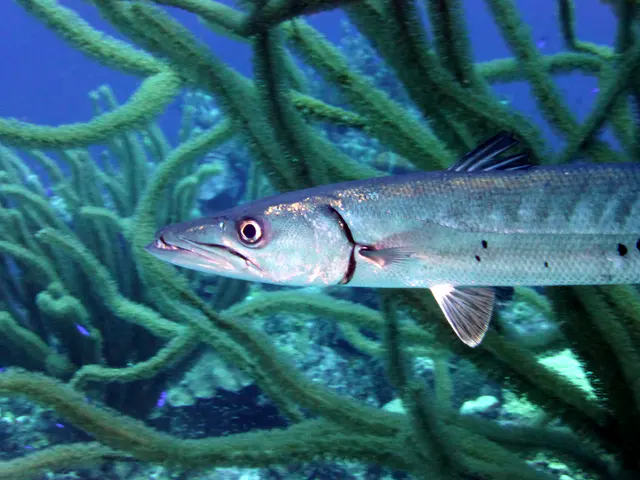 Underwater photograph by Joel Bergsma