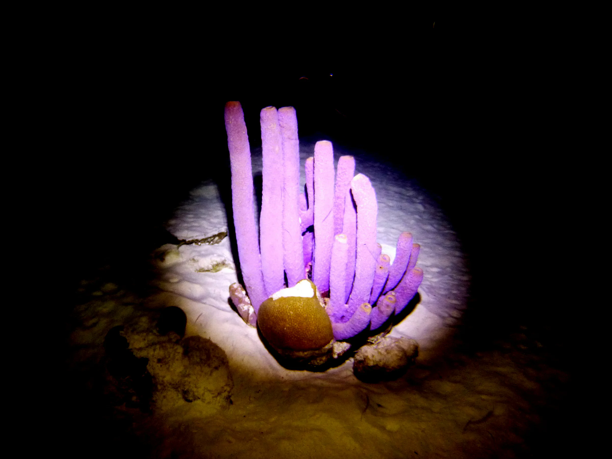 Bonaire underwater photograph, 2013
