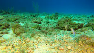Pair of Yellowhead Jawfish