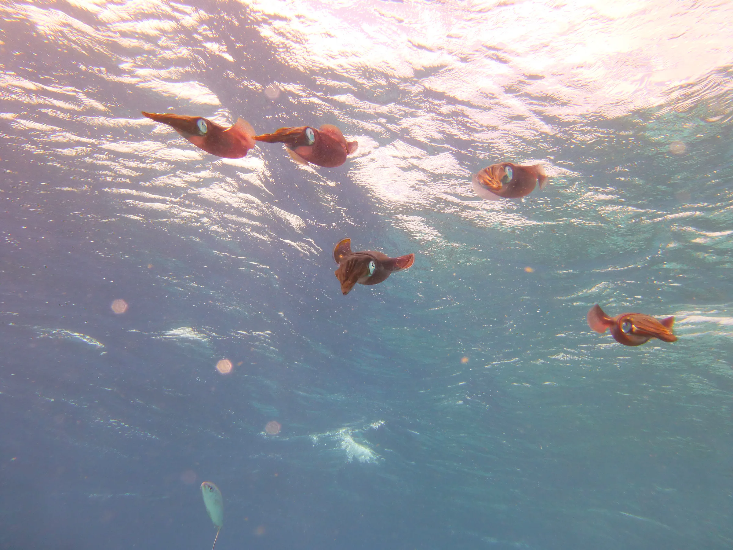 Squid, Bonaire, 2013