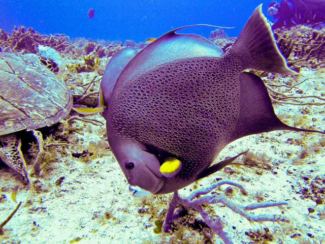 Gray Angelfish.  See Gerald Allen, et al, Reef Fish Identification - Tropical Pacific (2003) at page 36.
