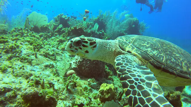 Hawksbill Turtle