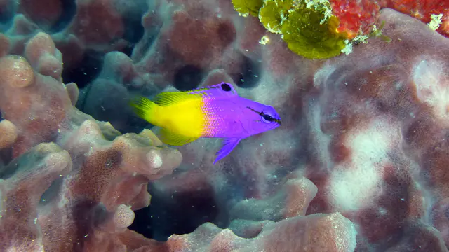 Underwater photograph by Joel Bergsma