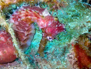 Underwater photograph by Joel Bergsma