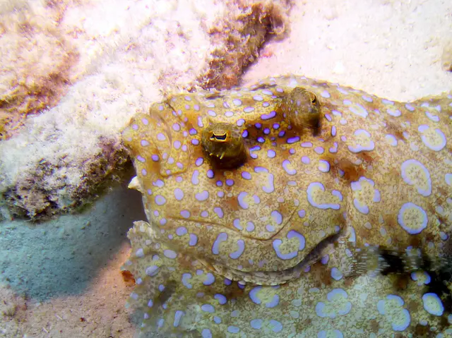 Underwater photograph by Joel Bergsma