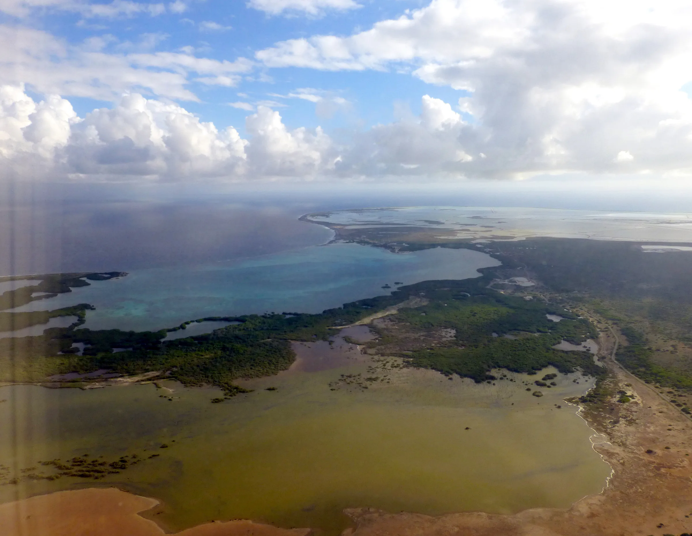 Mangrove swamps
