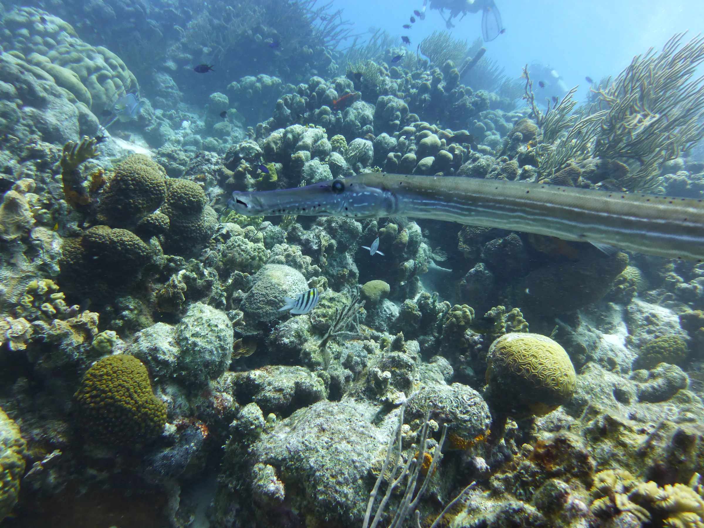 Trumpetfish, Bonaire, 2013