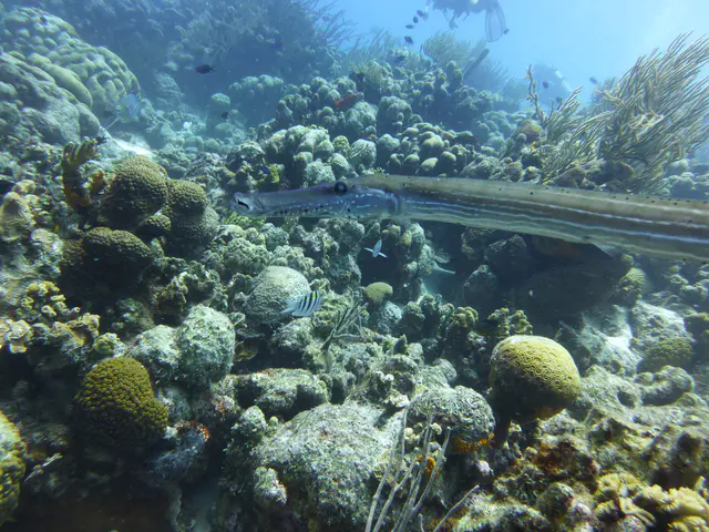 Underwater photograph by Joel Bergsma