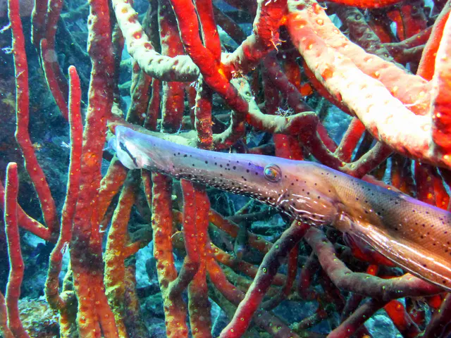 Underwater photograph by Joel Bergsma
