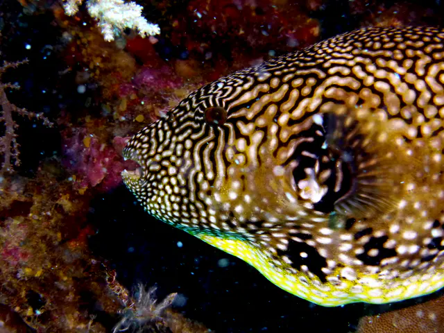 Underwater photograph by Joel Bergsma