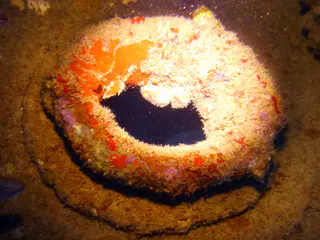 Underwater photograph by Joel Bergsma