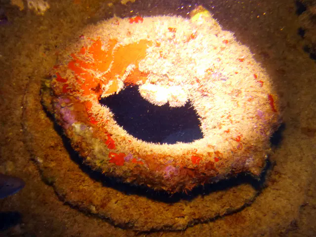 Underwater photograph by Joel Bergsma