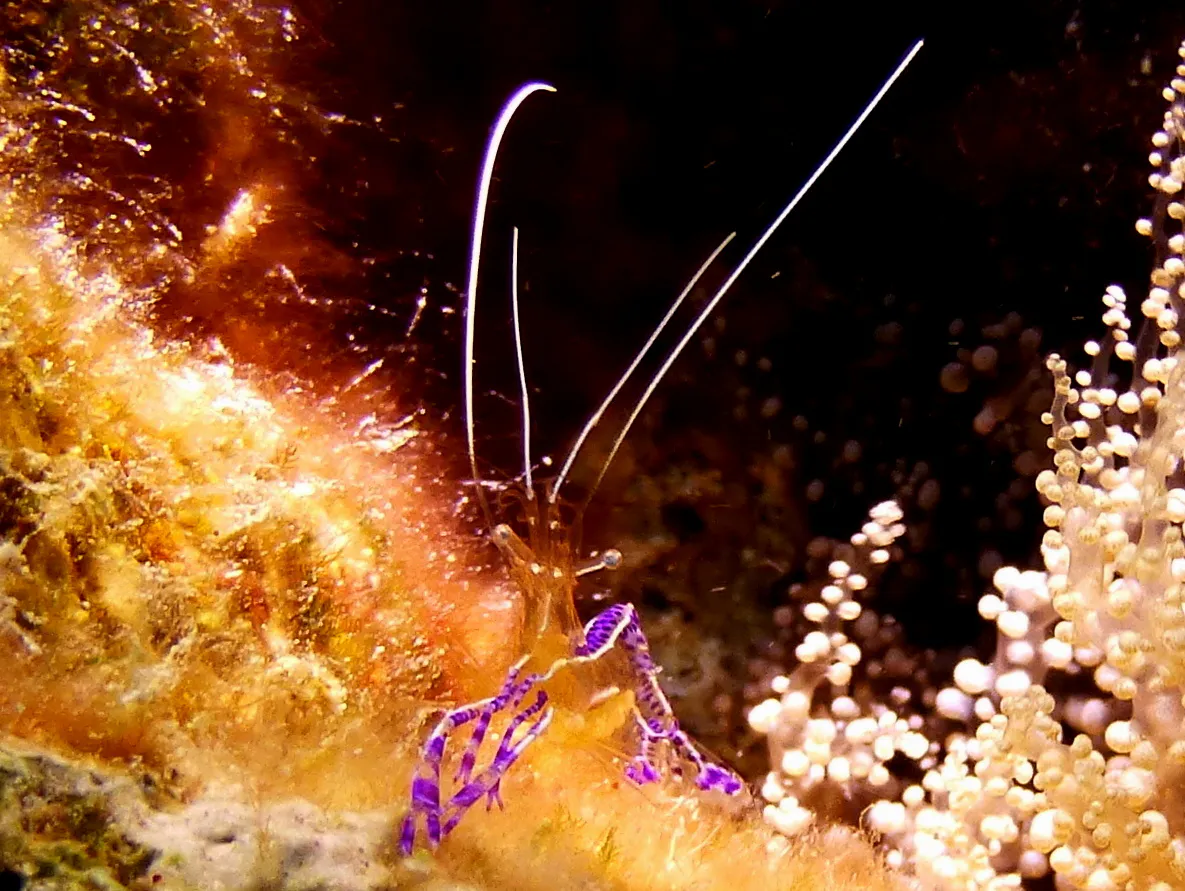 Pederson's Cleaning Shrimp, Bonaire, 2013