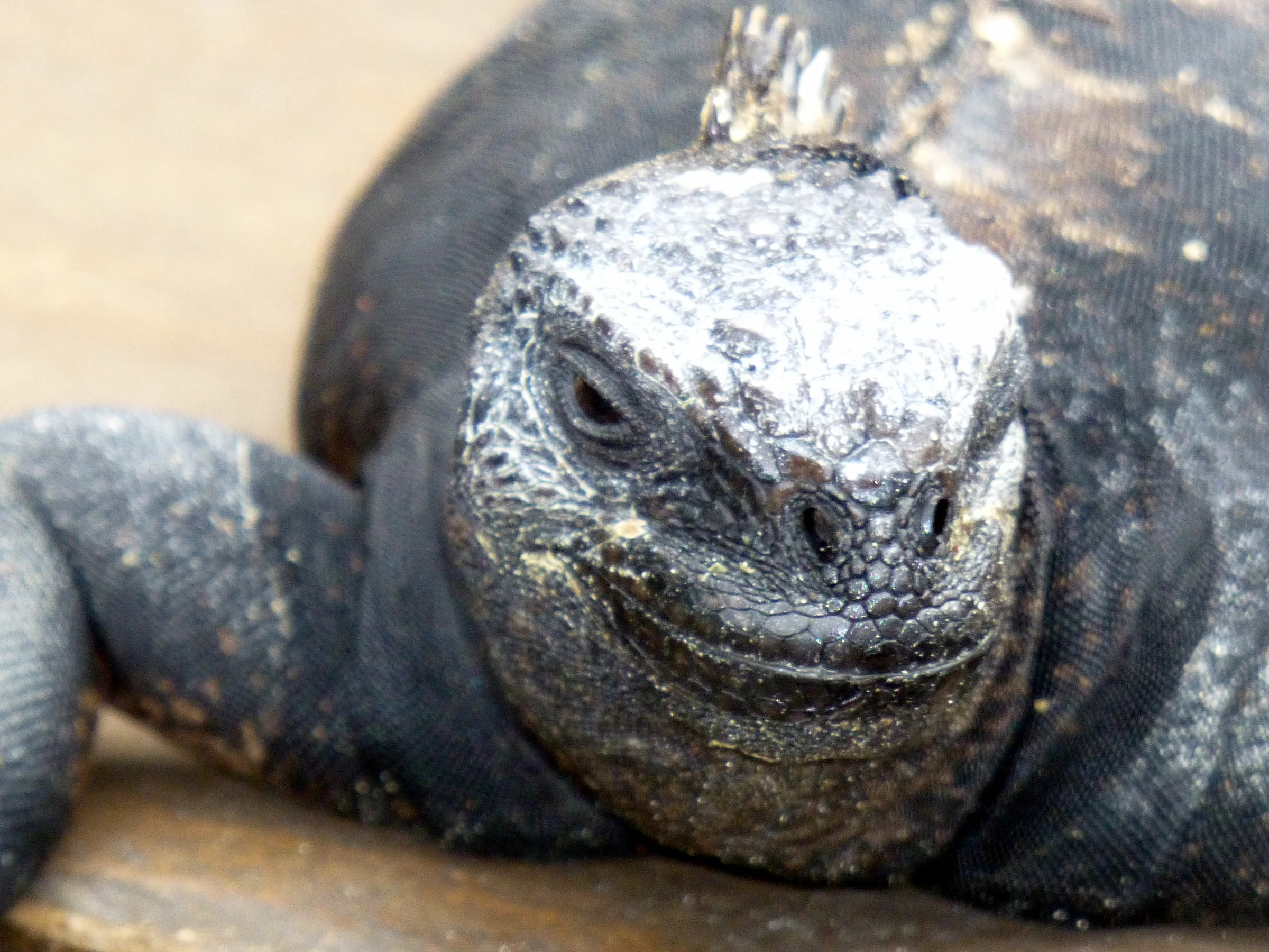 Marine Iguana (endemic species). The white residue on its head is salt that it ejects periodically from its nostrils.