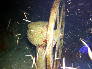 Underwater photograph by Joel Bergsma