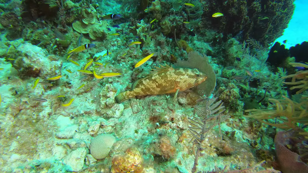Red Hind (Grouper)