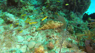 Red Hind (Grouper)
