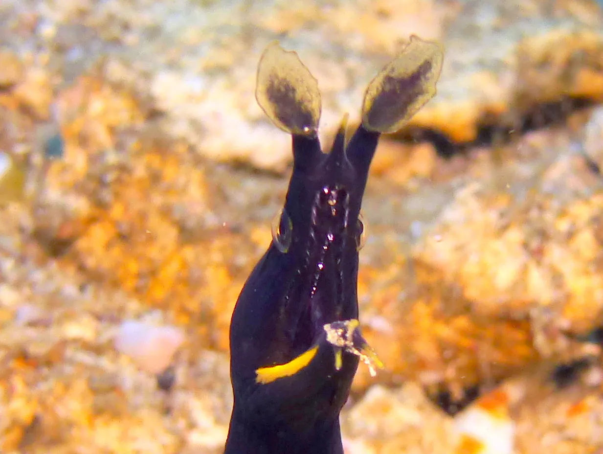 Ribbon Eel, Philippines, 2014