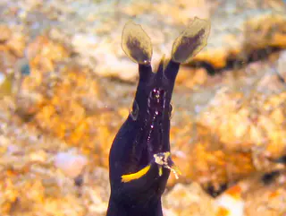 Underwater photograph by Joel Bergsma