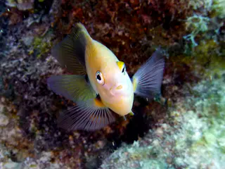 Underwater photograph by Joel Bergsma