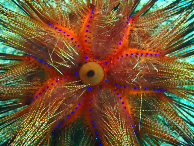 Underwater photograph by Joel Bergsma
