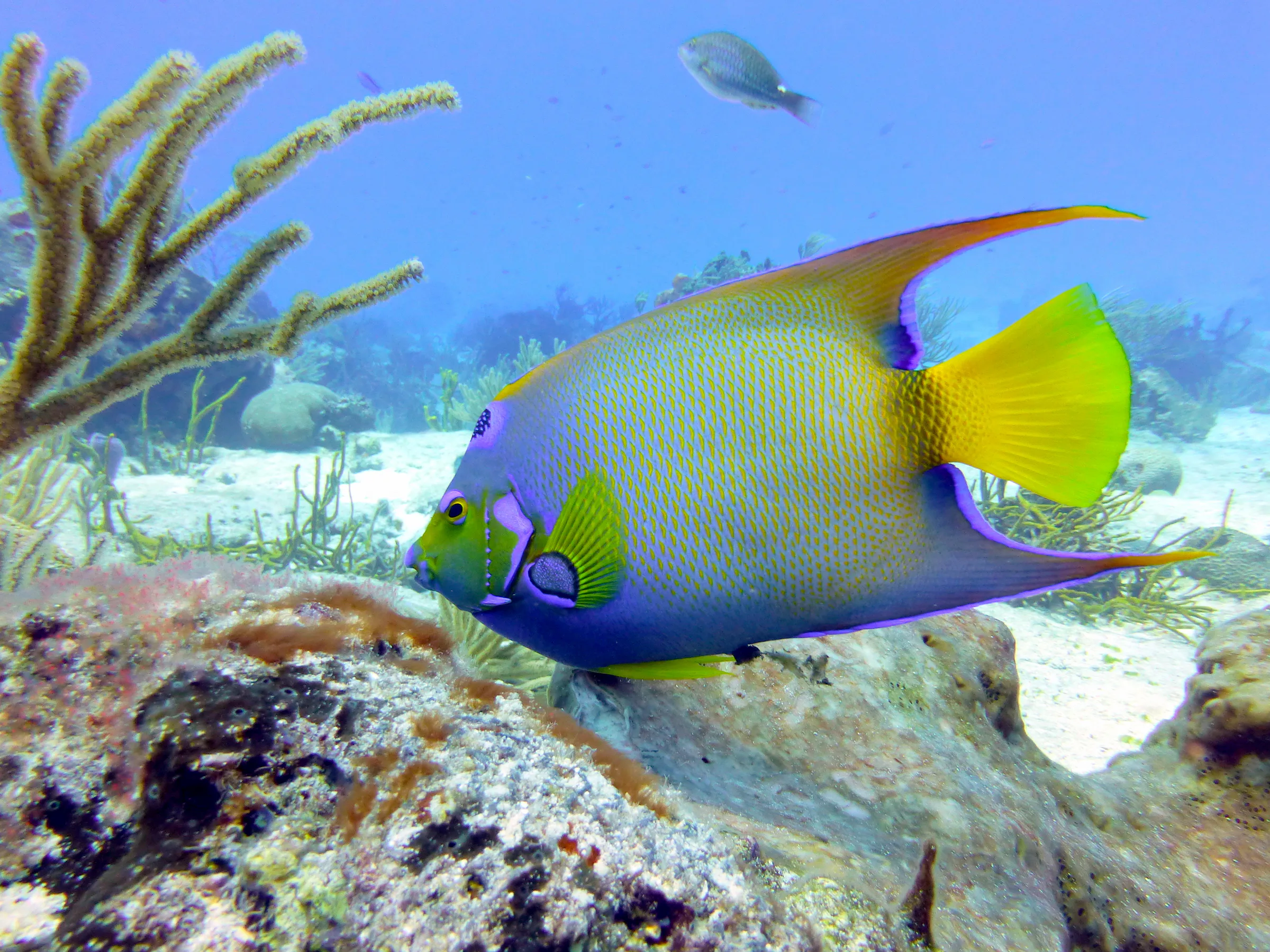 Queen Angelfish, Cozumel, 2014