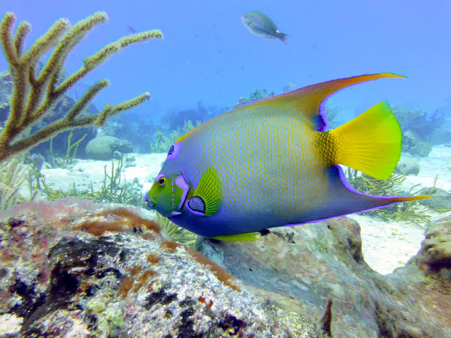 Underwater photograph by Joel Bergsma