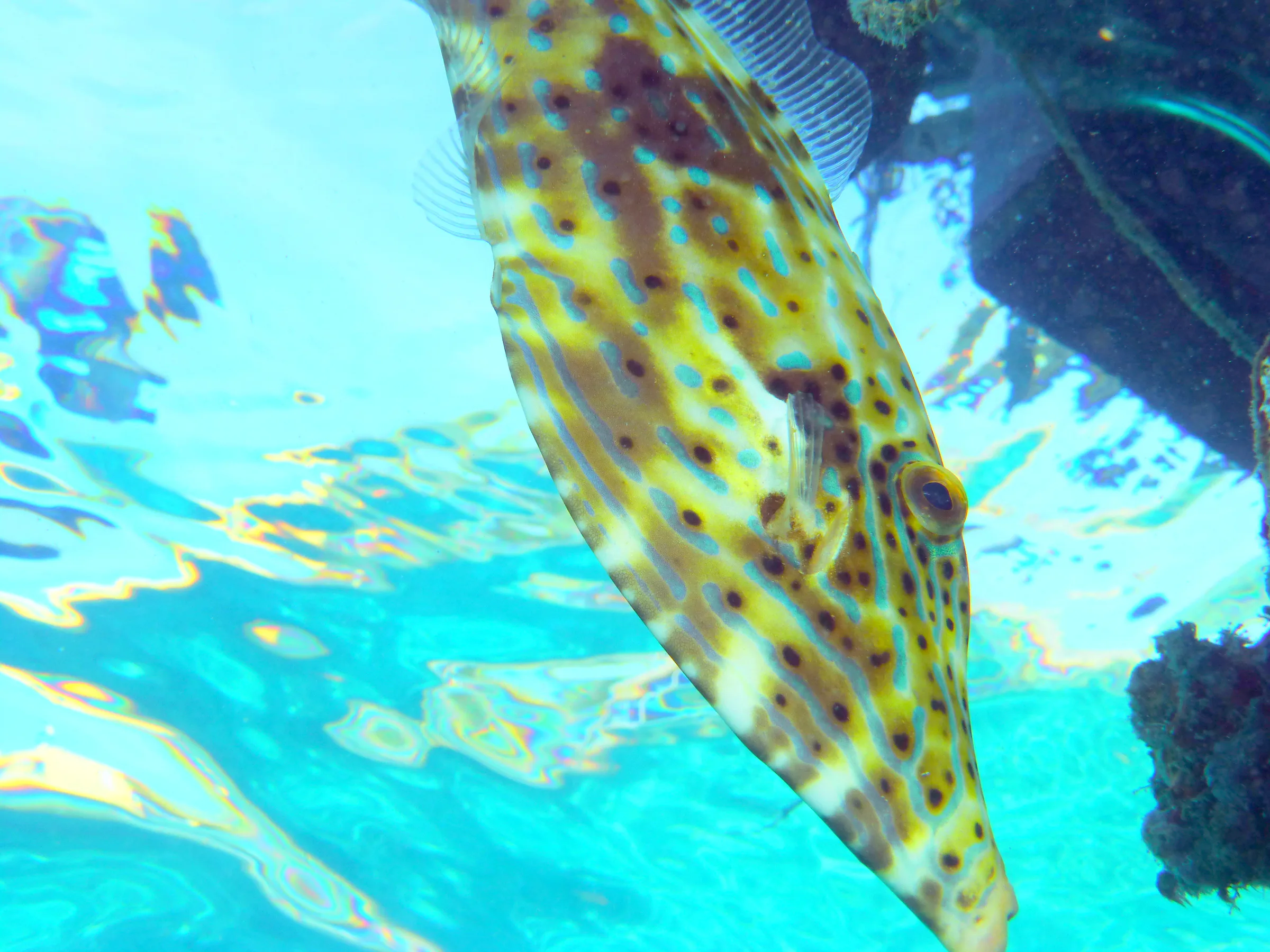 Scrawled Filefish, Bonaire, 2013