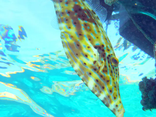 Underwater photograph by Joel Bergsma