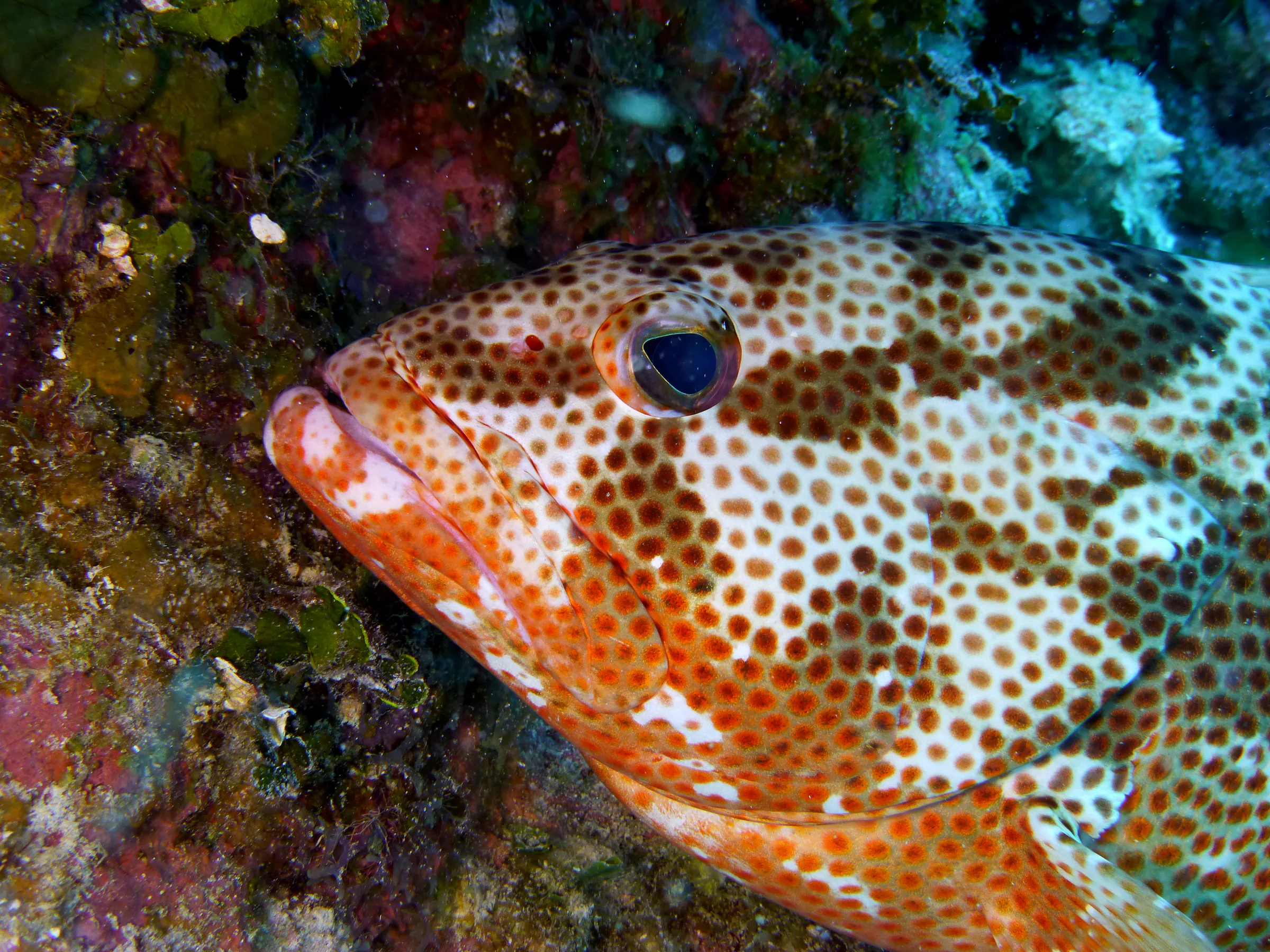 Nassau Grouper, Cayman Islands, 2014