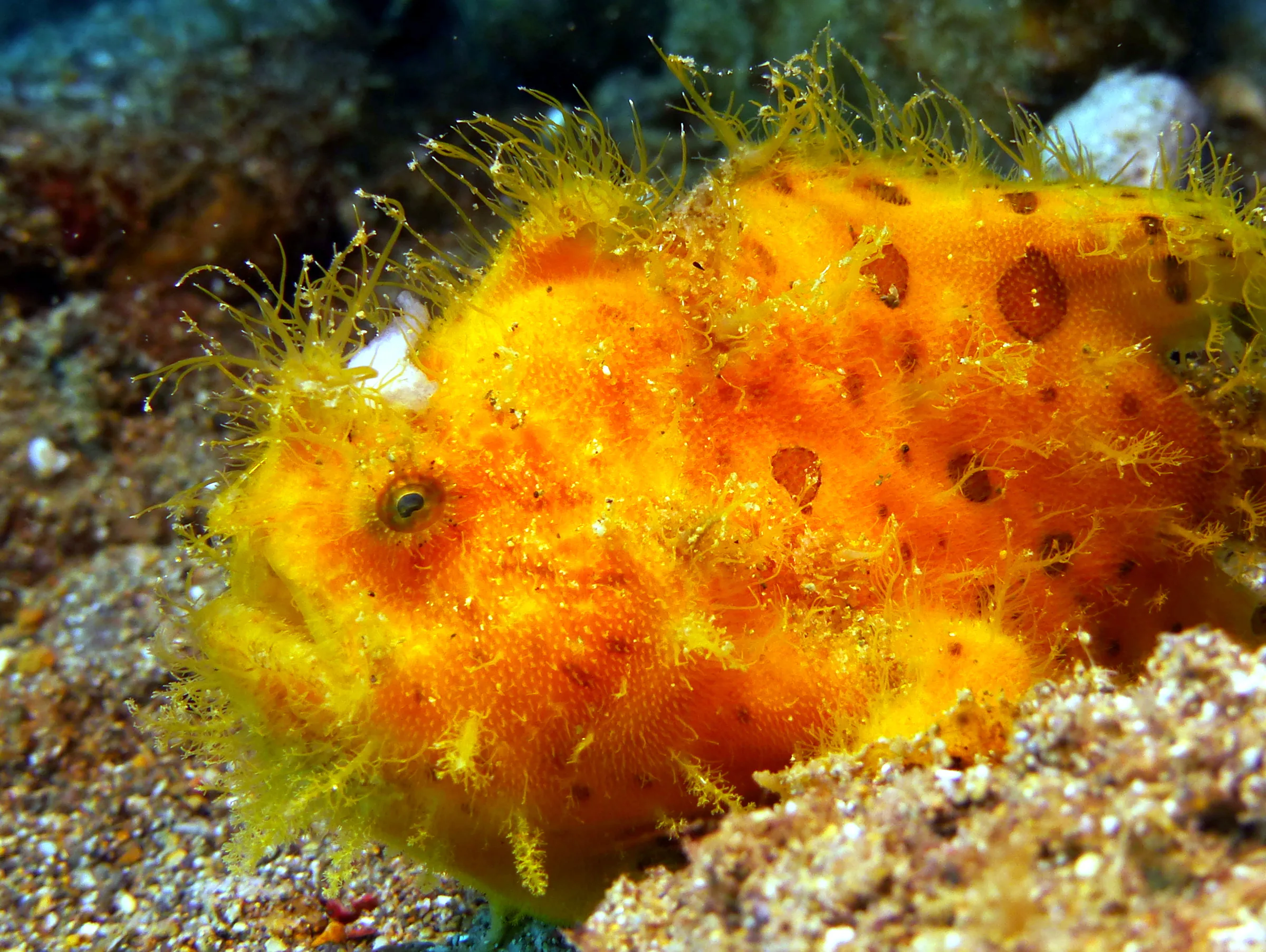 Hairy Frogfish, Philippines, 2014