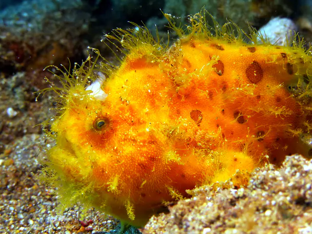 Underwater photograph by Joel Bergsma