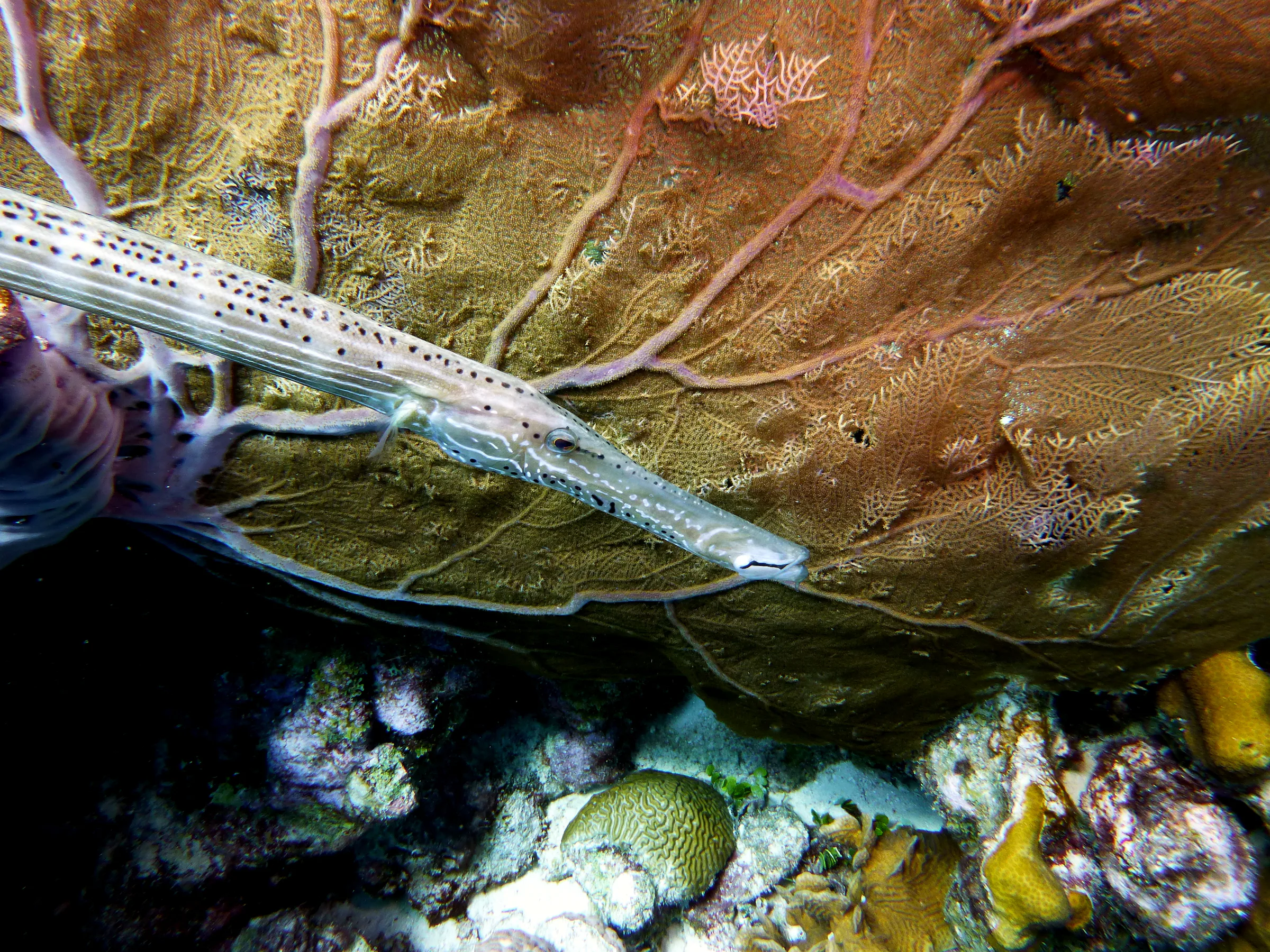 Trumpetfish, Bonaire, 2013