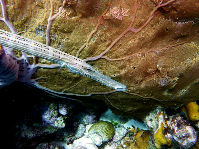 Underwater photograph by Joel Bergsma