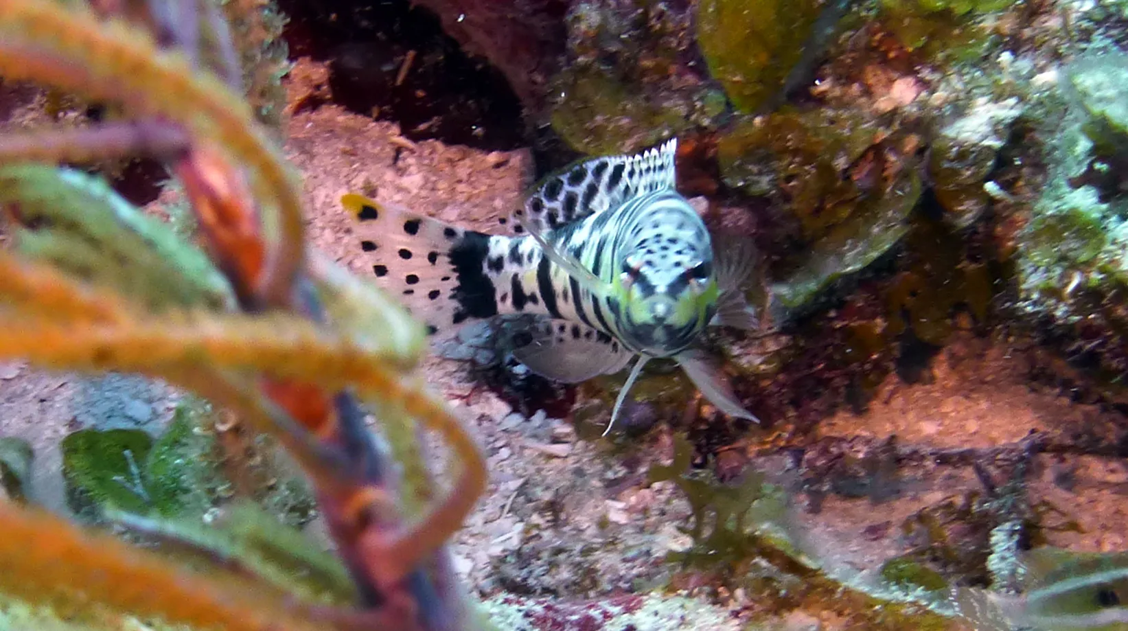 Harlequin Bass, Belize, 2017