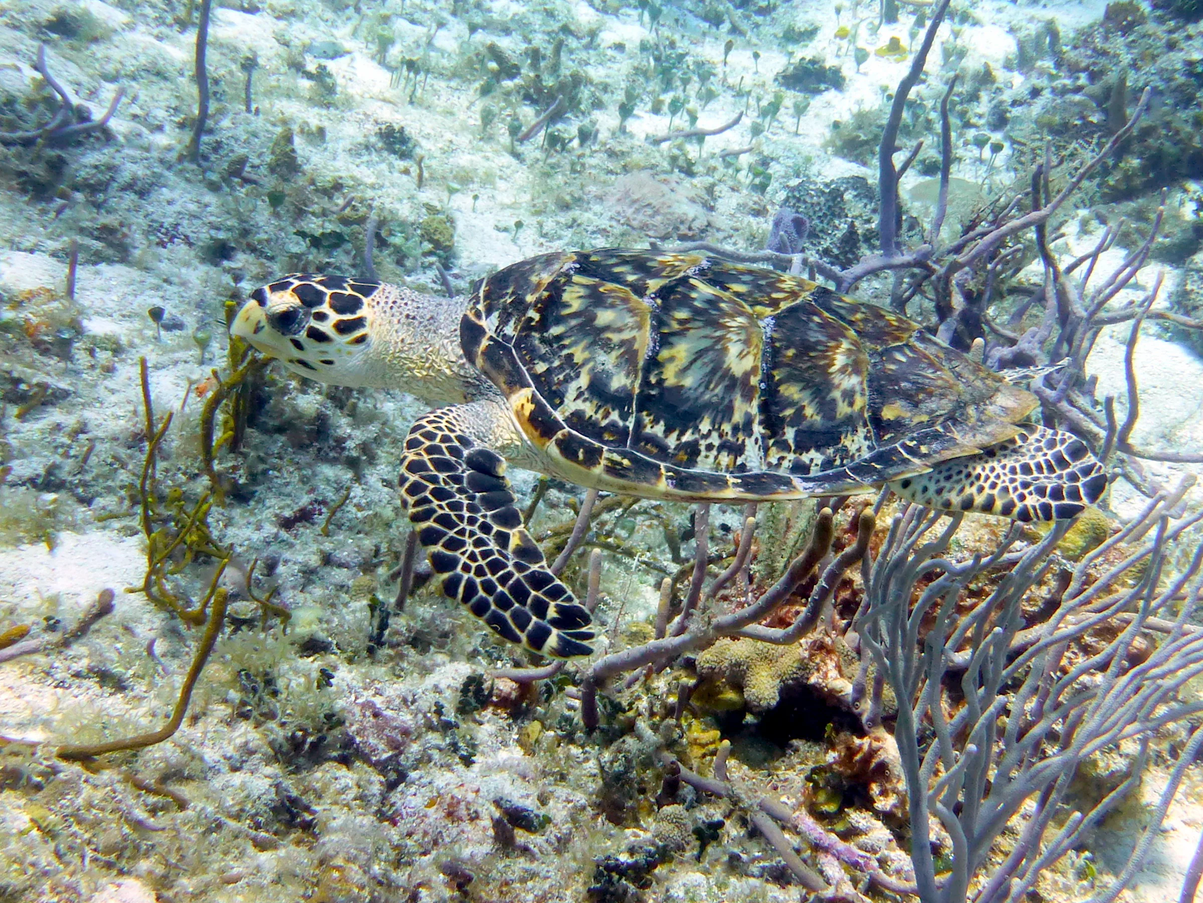 Hawksbill Turtle, Cozumel, 2013
