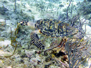 Underwater photograph by Joel Bergsma