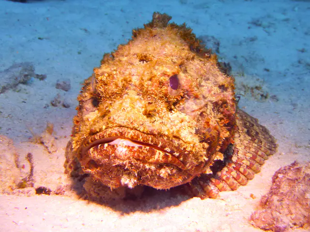 Underwater photograph by Joel Bergsma