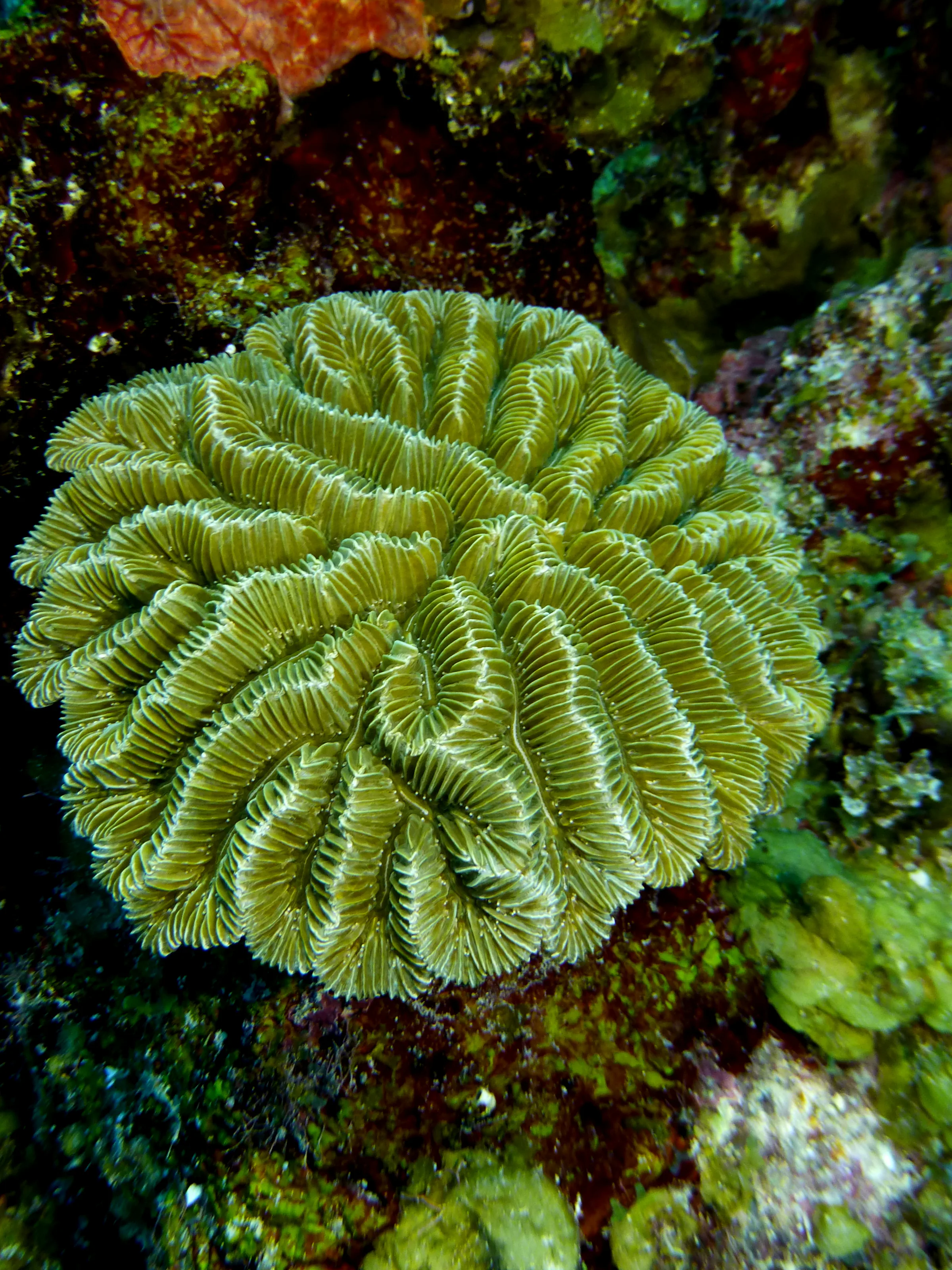Belize underwater photograph, 2017