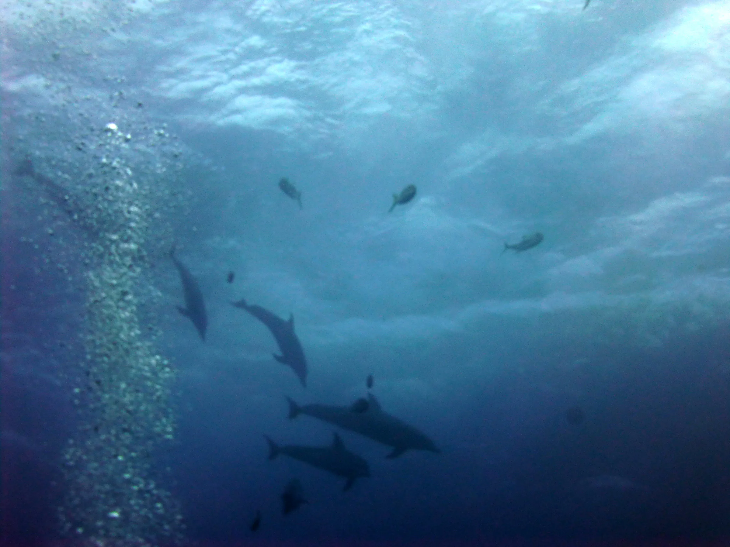 Dolphin, Belize, 2017