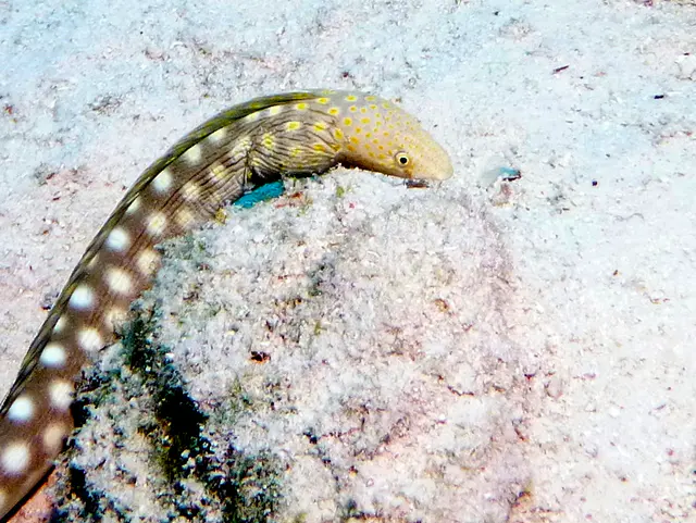 Underwater photograph by Joel Bergsma