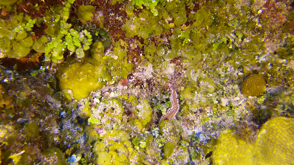 Bristle Worm